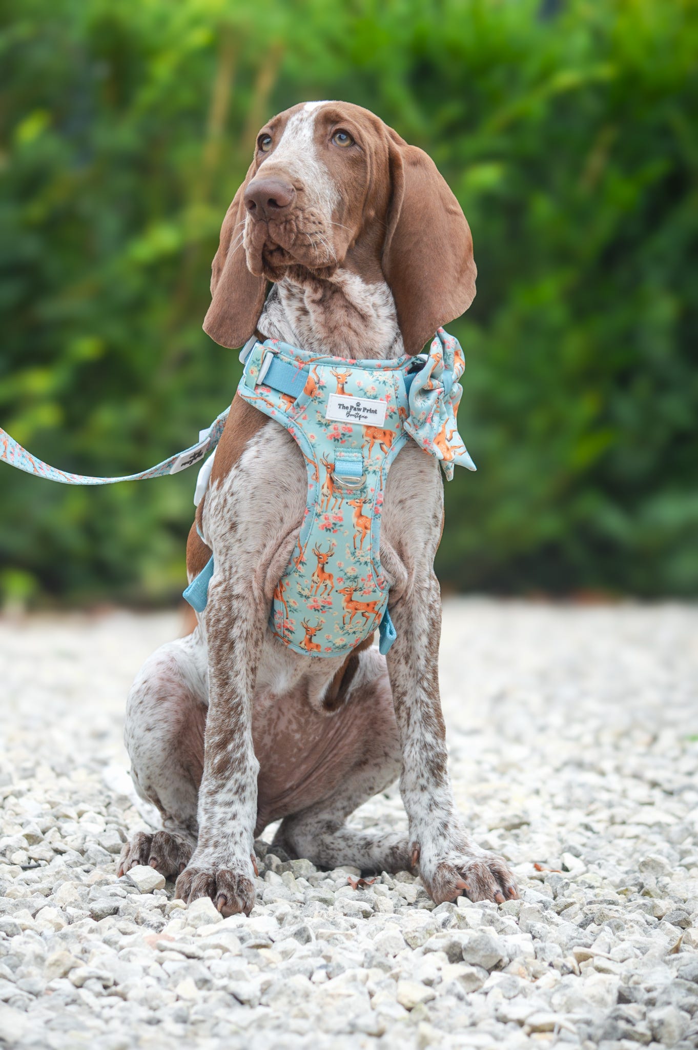 Bambi in Bloom Adventure Paws Harness