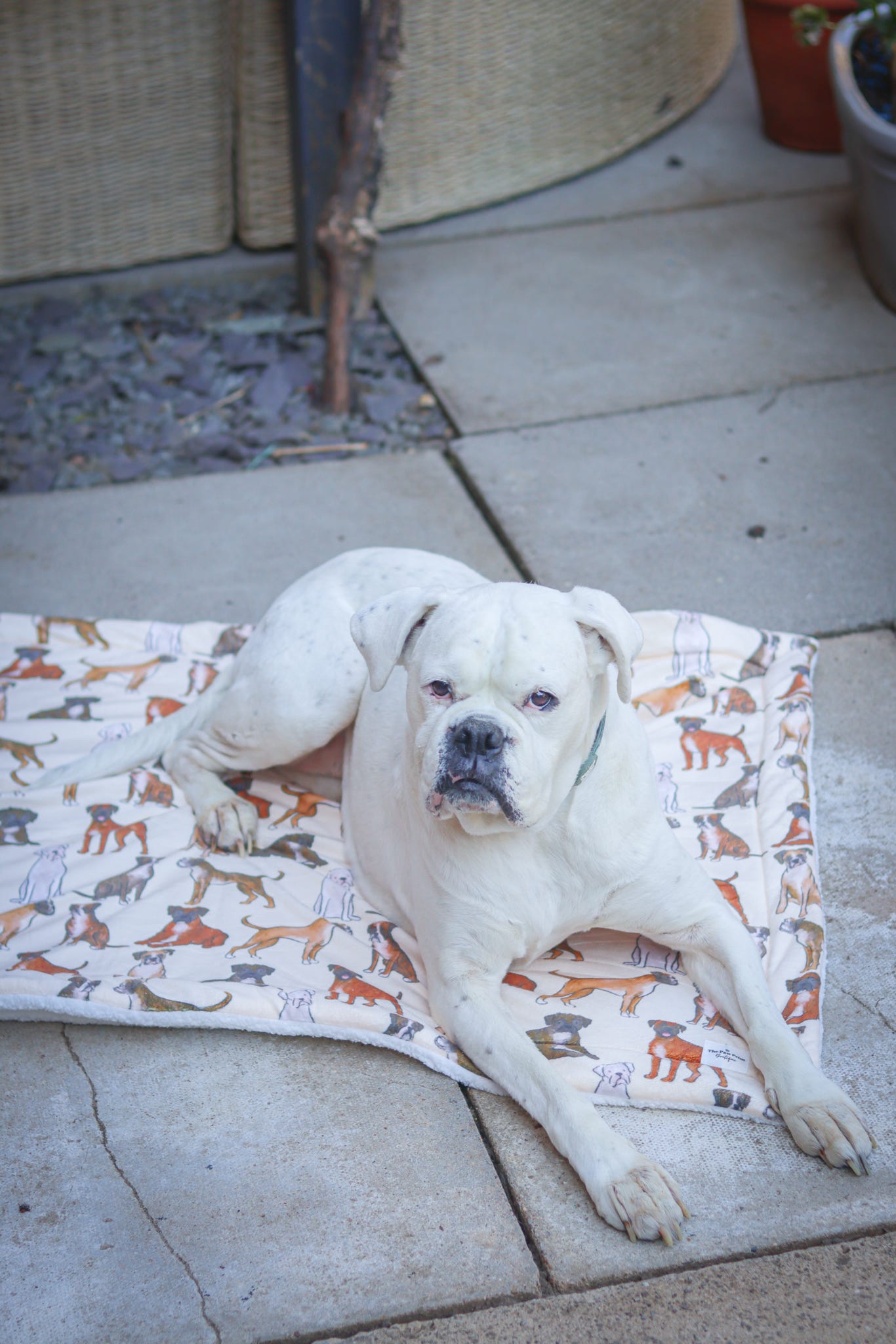 Boxer Dog Blanket