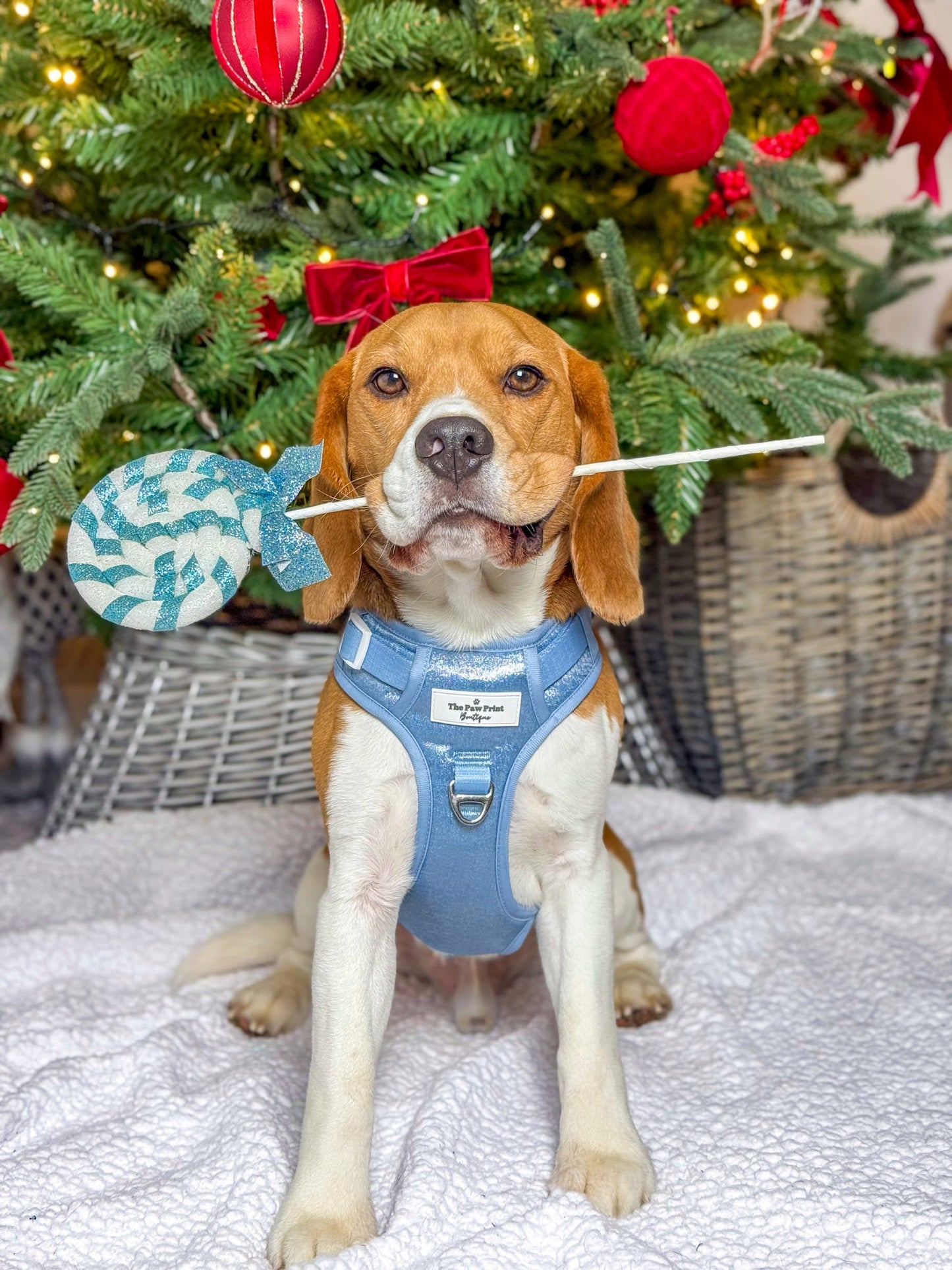 The Ocean Blue Adventure Paws Harness