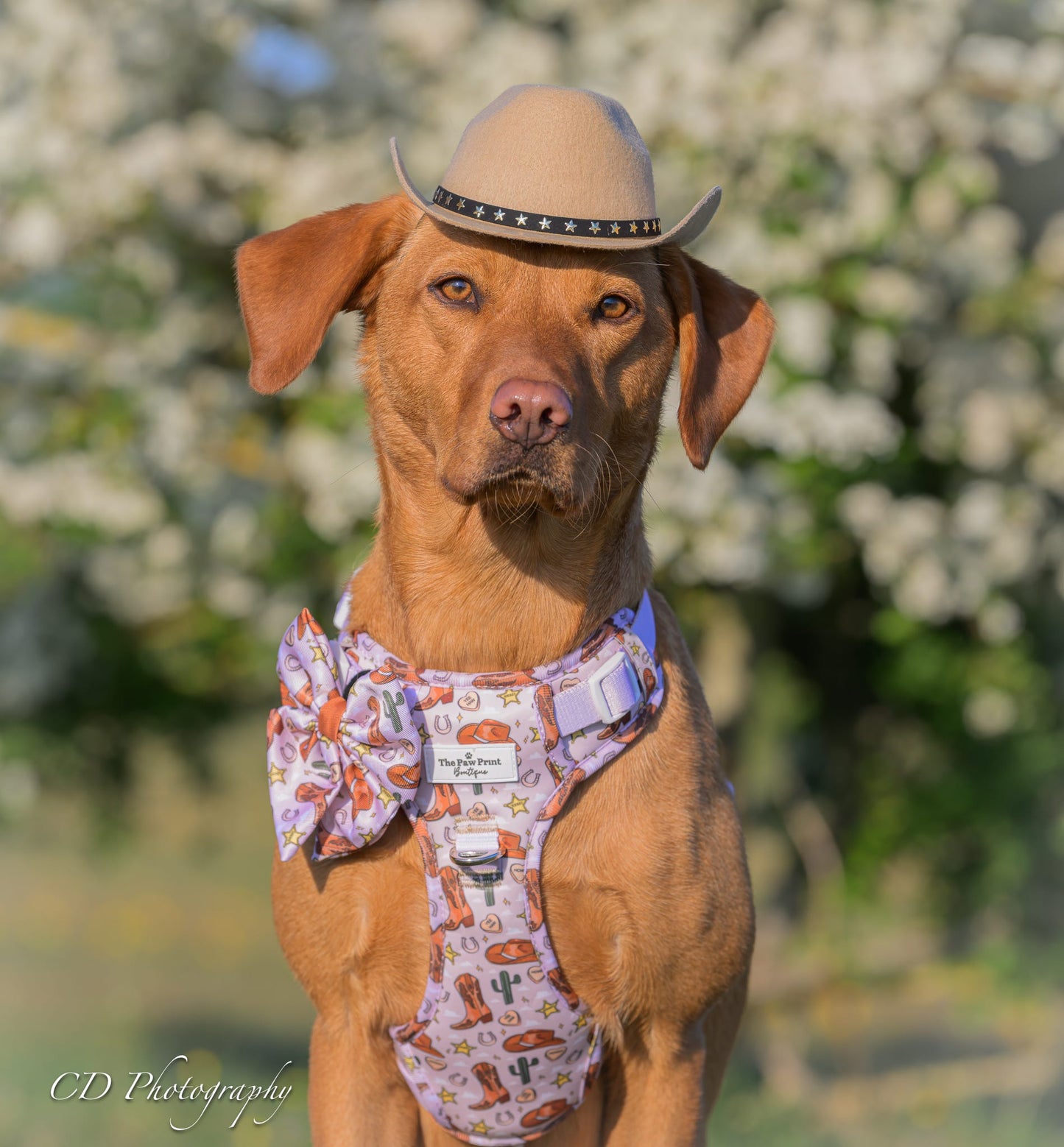 Howdy Pawtner Adventure Paws Harness