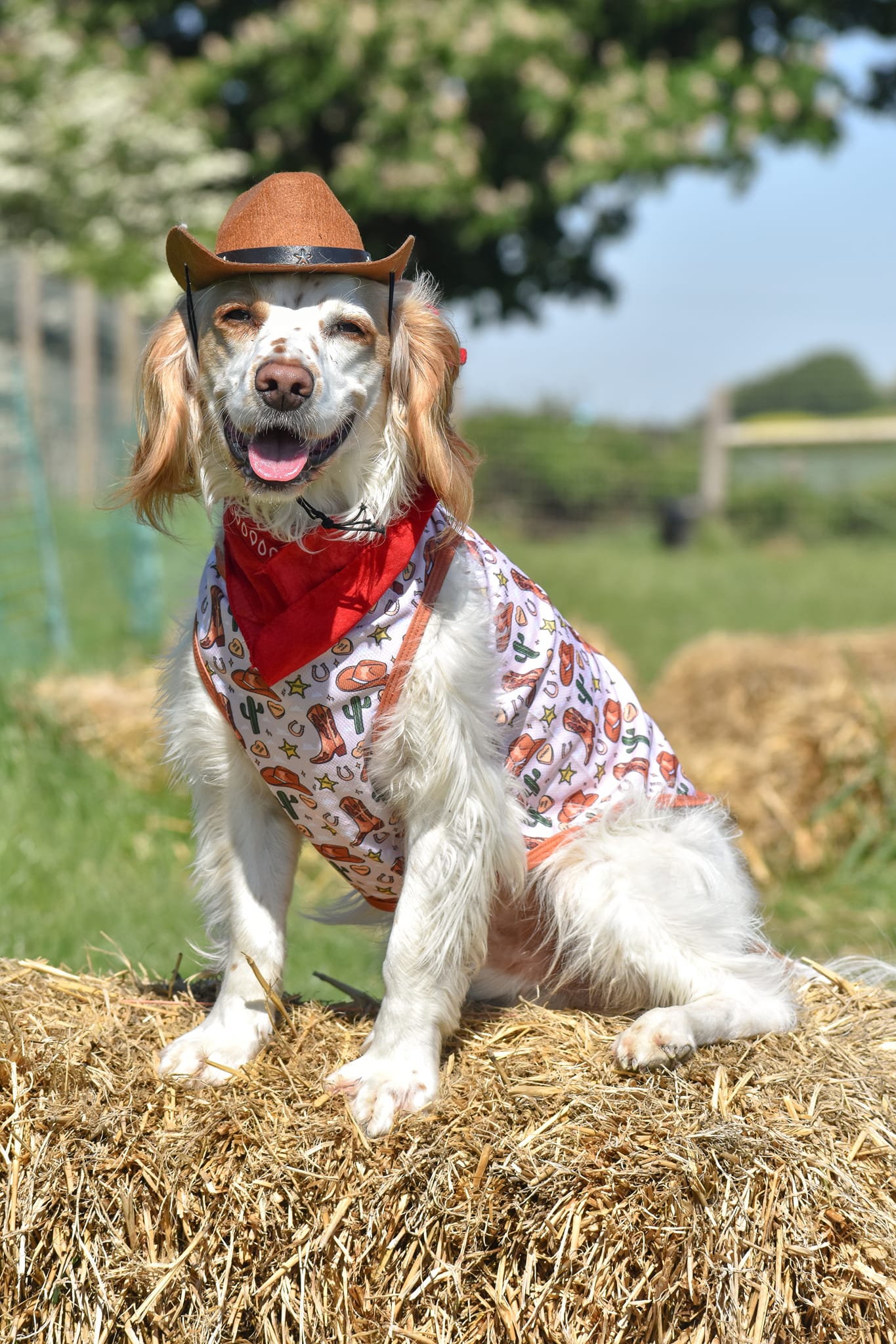 The Howdy Pawtner Cooling Vest