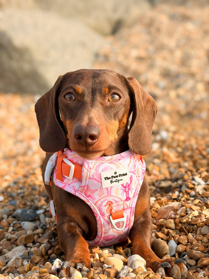 Under the Sea Adventure Paws Harness