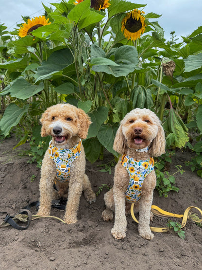 Sunny Sunflowers Adventure Paws Harness