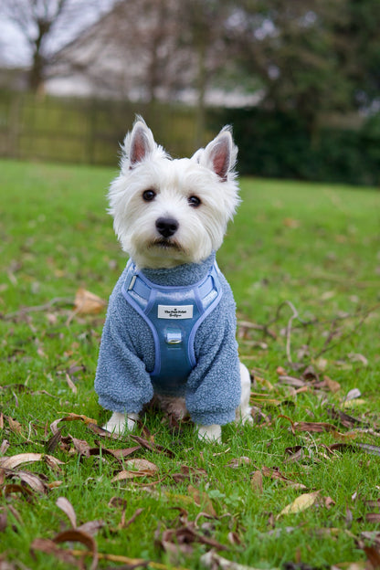 The Ocean Blue Adventure Paws Harness