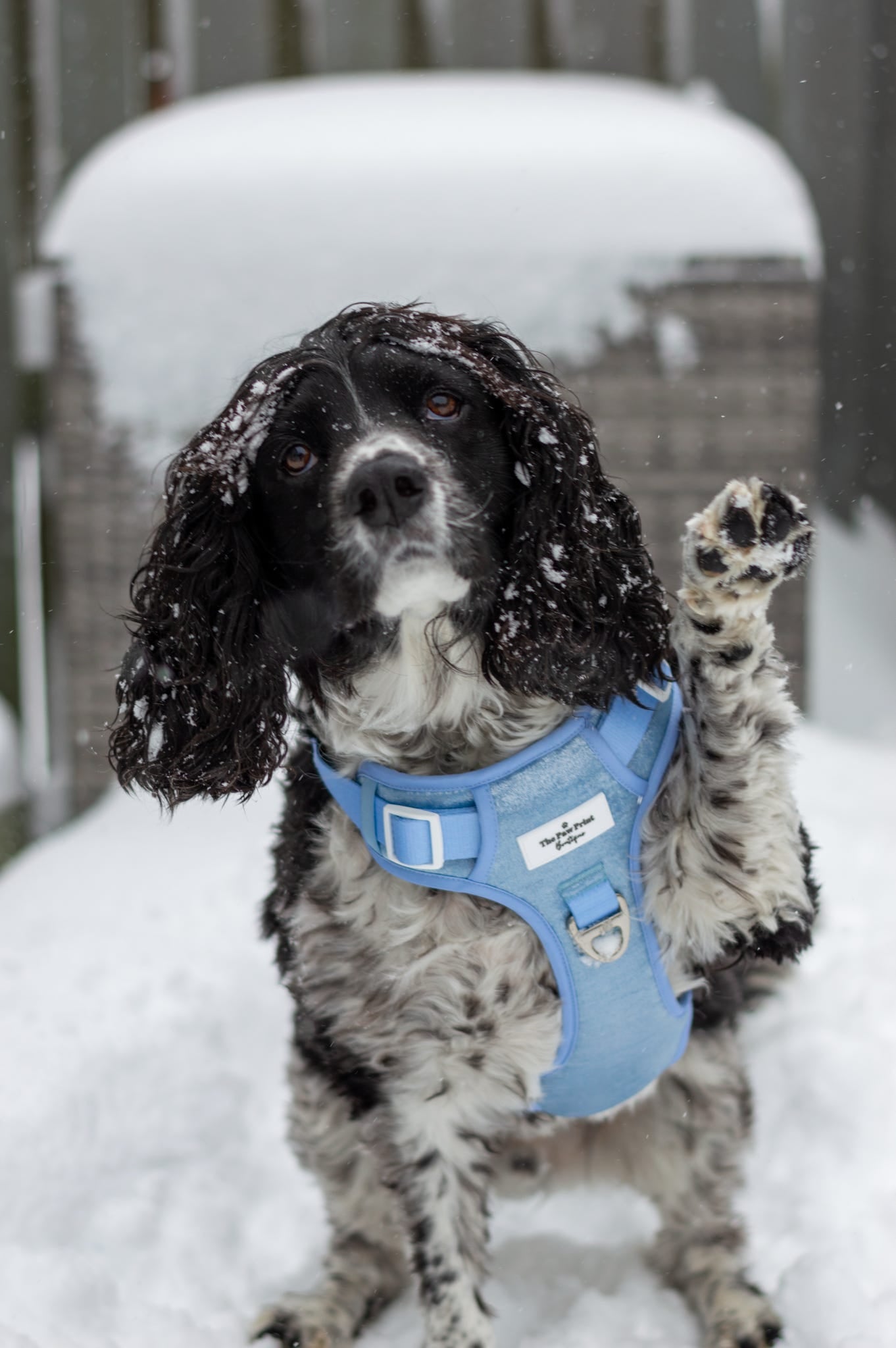 The Ocean Blue Adventure Paws Harness