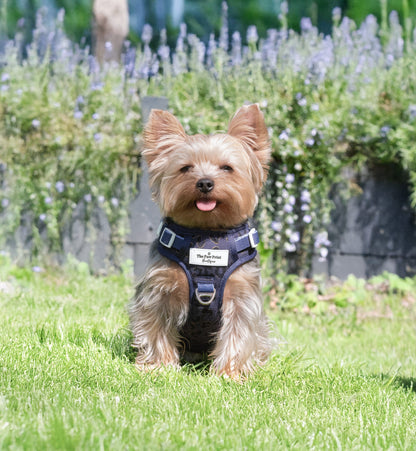 The Luxe Leopard (Navy) Adventure Paws Harness