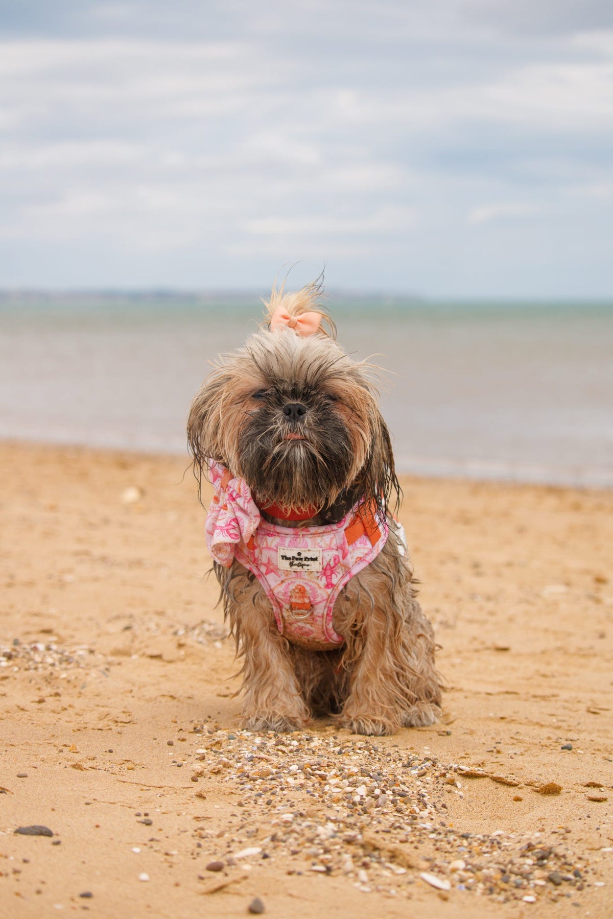 Under the Sea Adventure Paws Harness