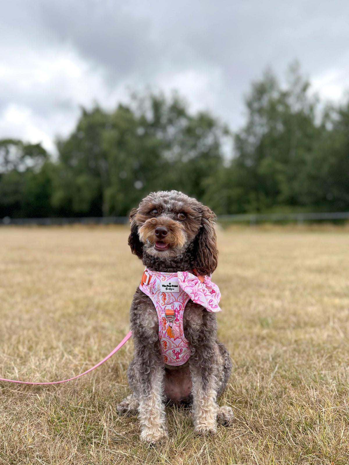 Under the Sea Adventure Paws Harness