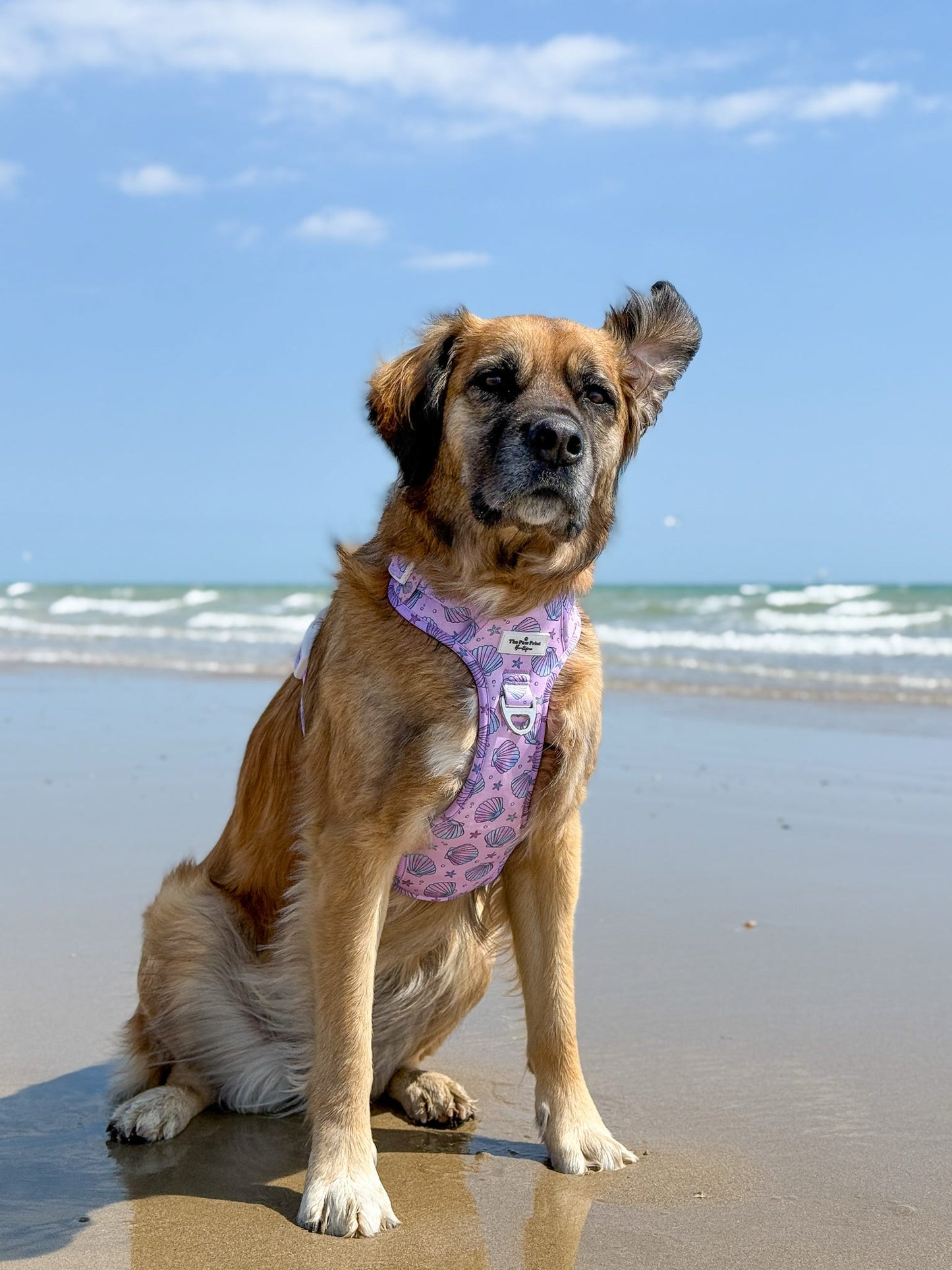 Mermaids Tails Adventure Paws Harness