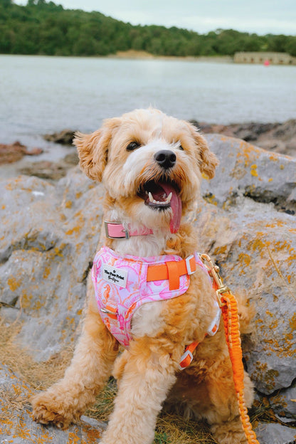 Under the Sea Adventure Paws Harness