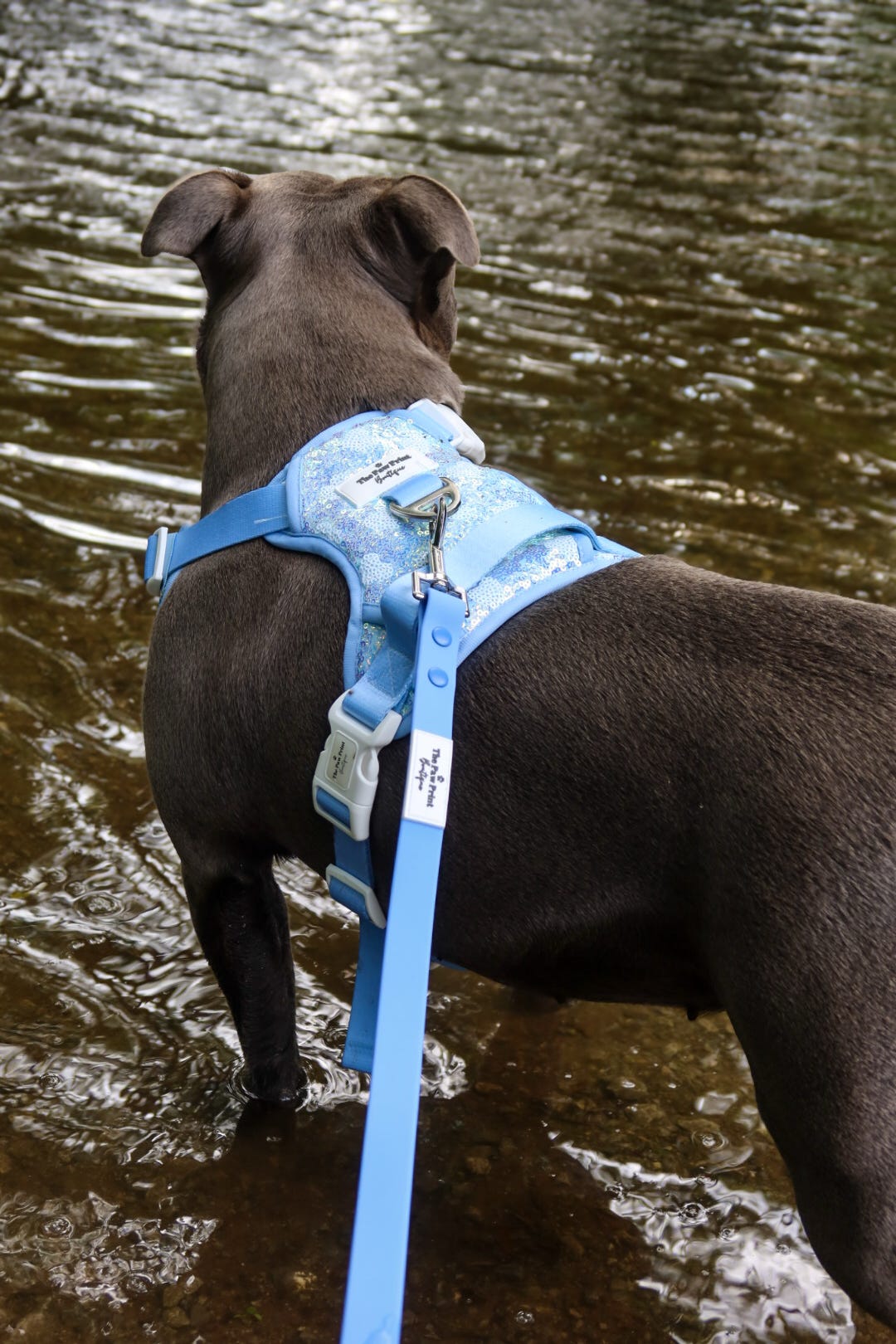 Waterproof Lead - Cornflower Blue