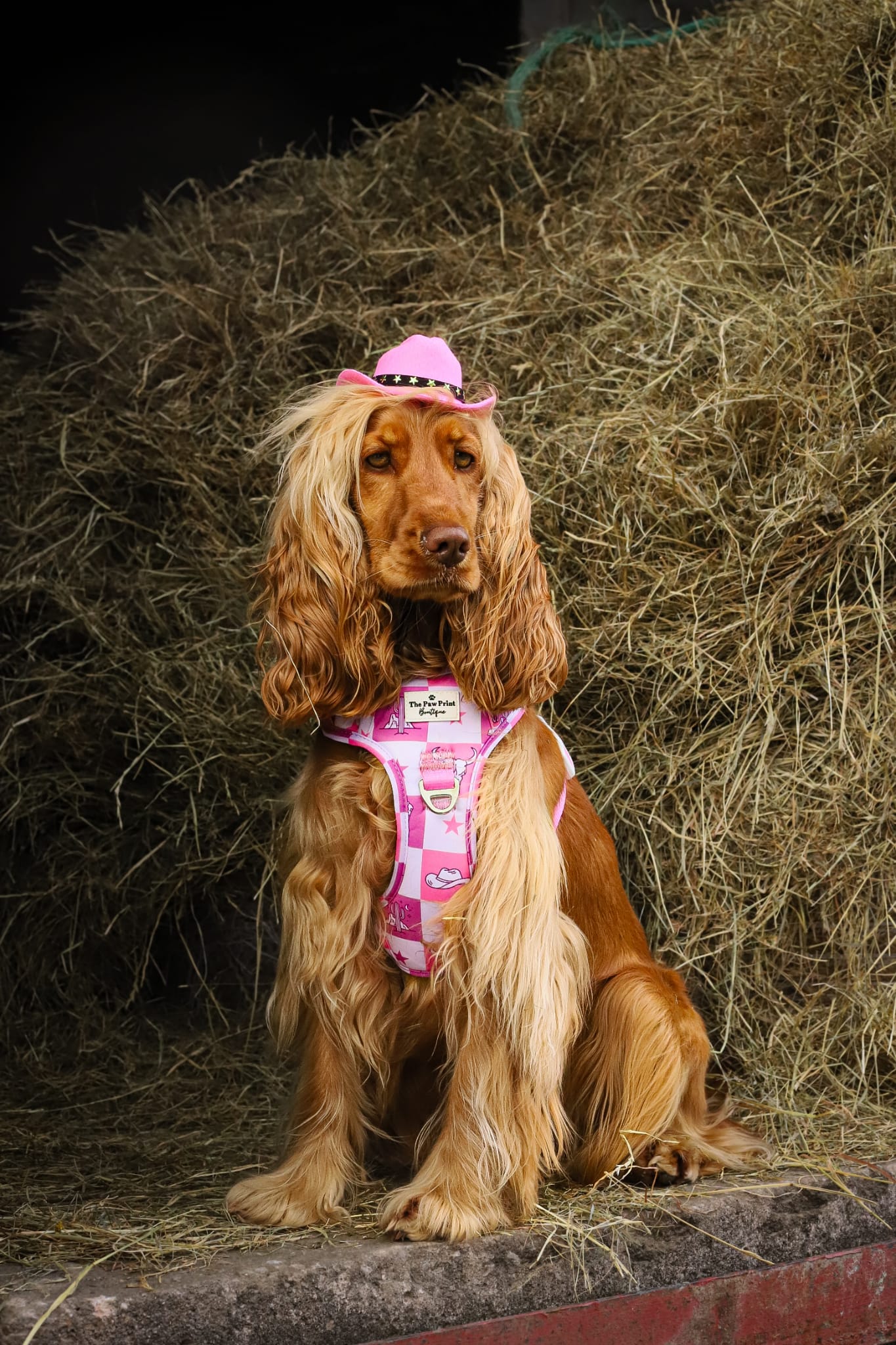 Cowgirl Cutie Adventure Paws Harness