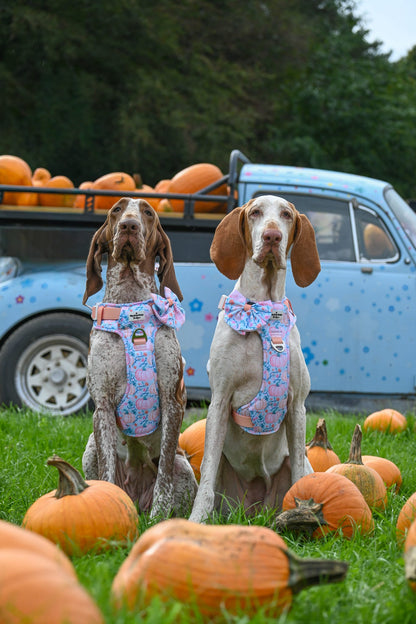 Pablo’s Pumpkins Adventure Paws Harness