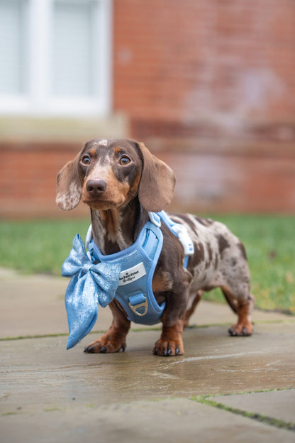 The Ocean Blue Adventure Paws Harness