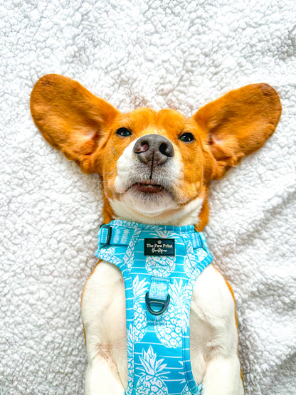 The Pineapple Pawty Adventure Paws Harness