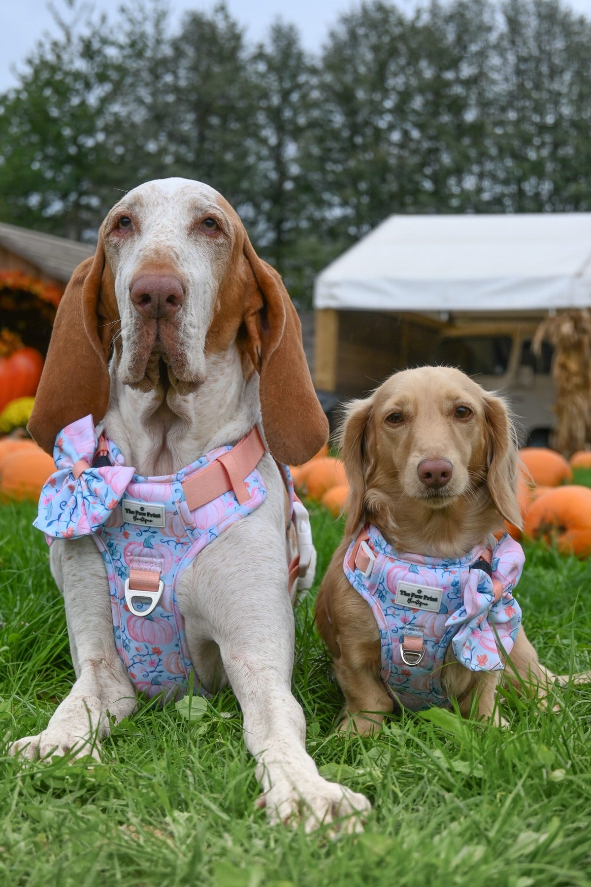 Pablo’s Pumpkins Adventure Paws Harness