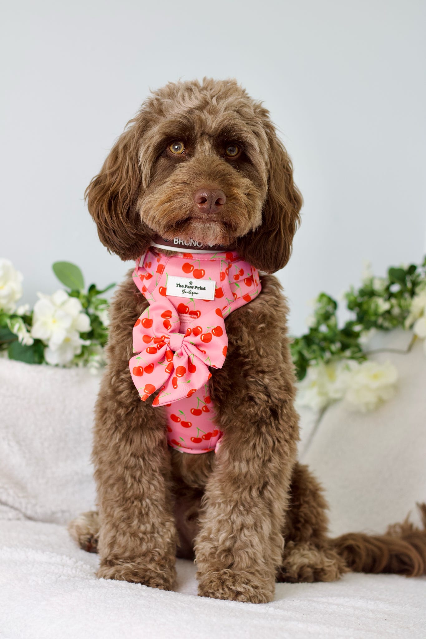 Cherry on Top Adventure Paws Harness