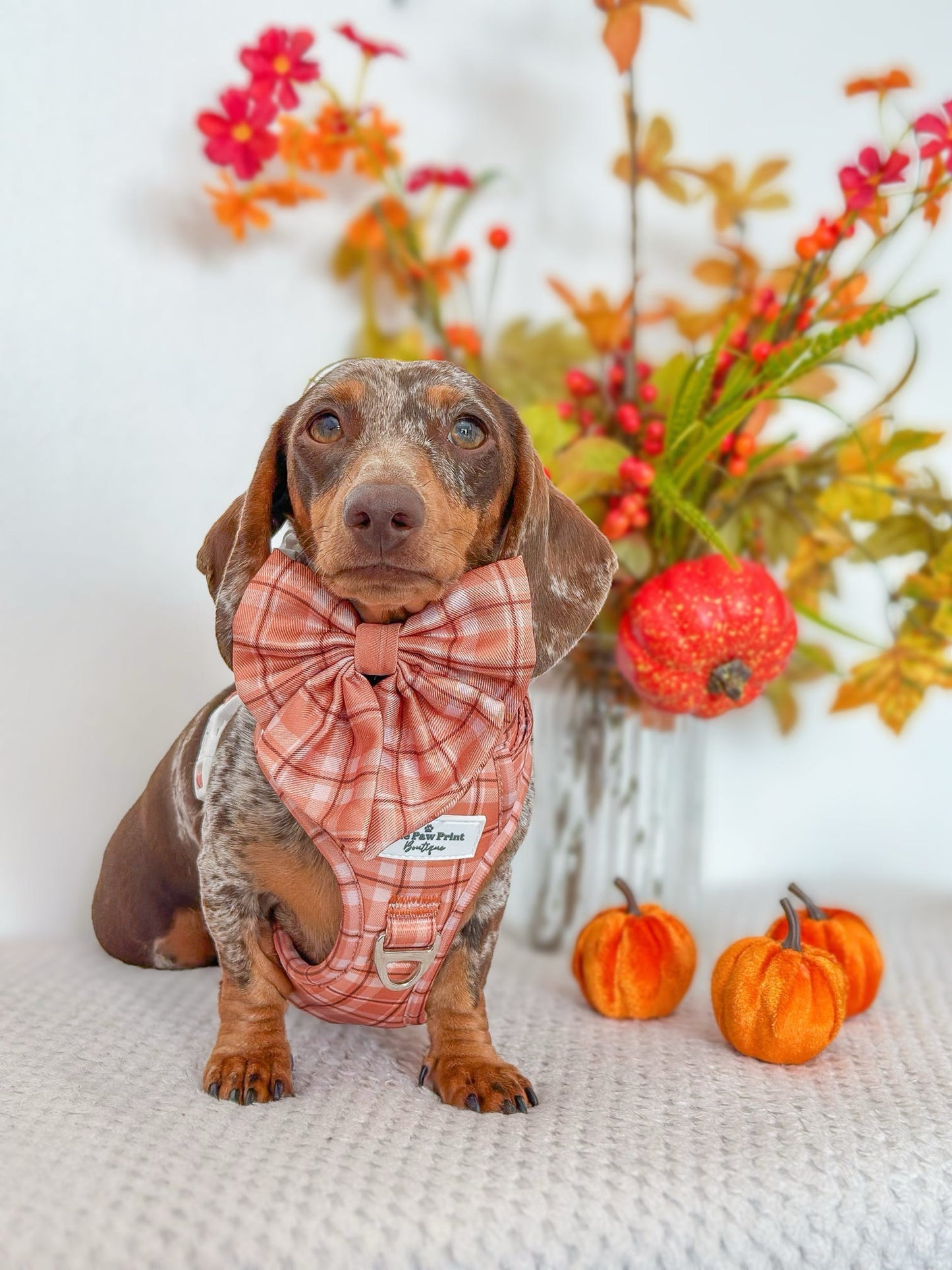 Pooches in Plaid Adventure Paws Harness