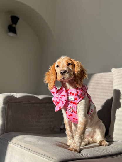 Cherry on Top Adventure Paws Harness