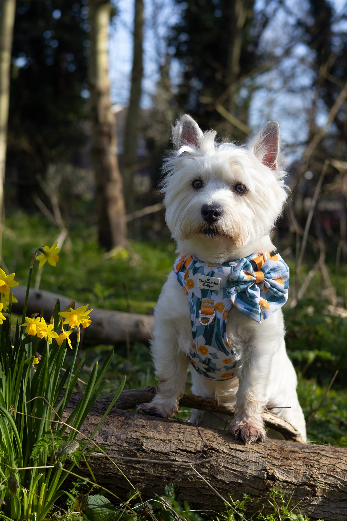 Daffodil Daze Bow Tie