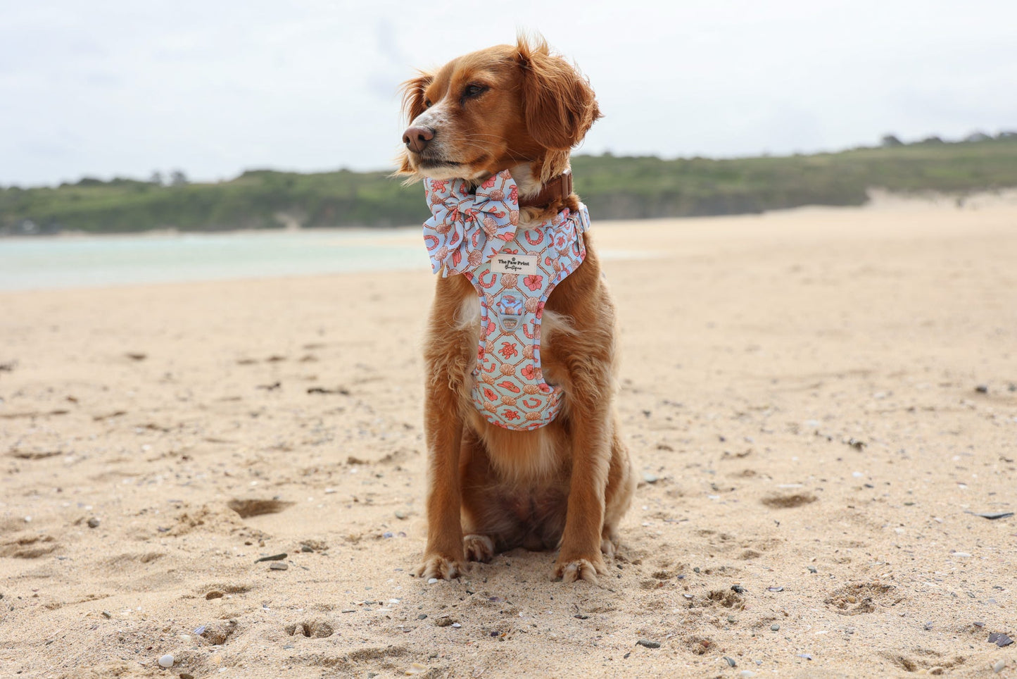 She sells Seashells by the YEEHAW Adventure Paws Harness