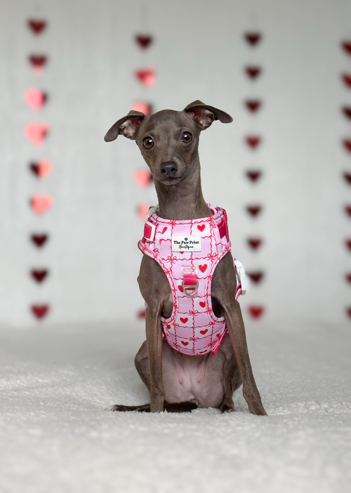 Pink Chequered Hearts Adventure Paws Harness