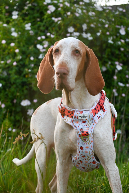 Ladybird Lane Adventure Paws Harness