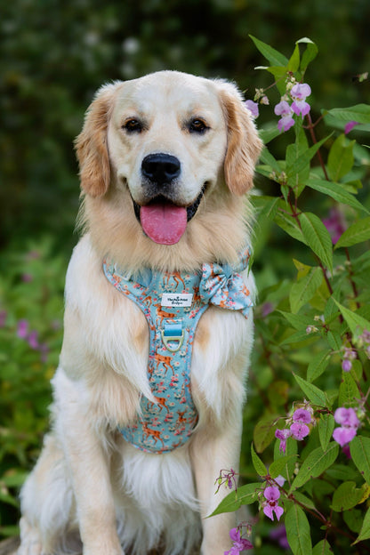 Bambi in Bloom Adventure Paws Harness