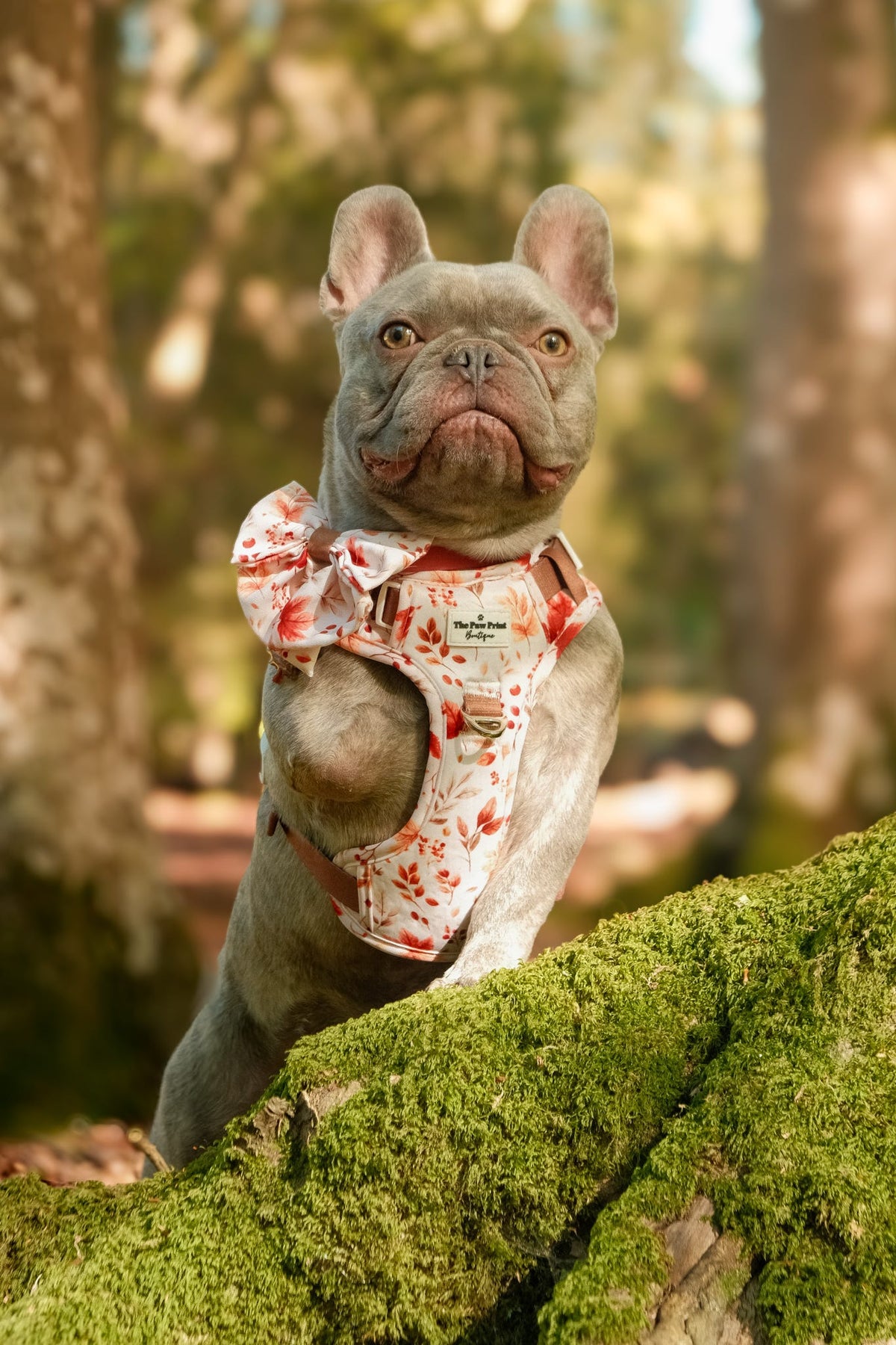Maple Meadows Adventure Paws Harness