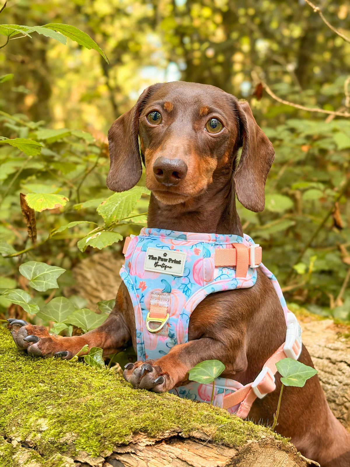 Pablo’s Pumpkins Adventure Paws Harness