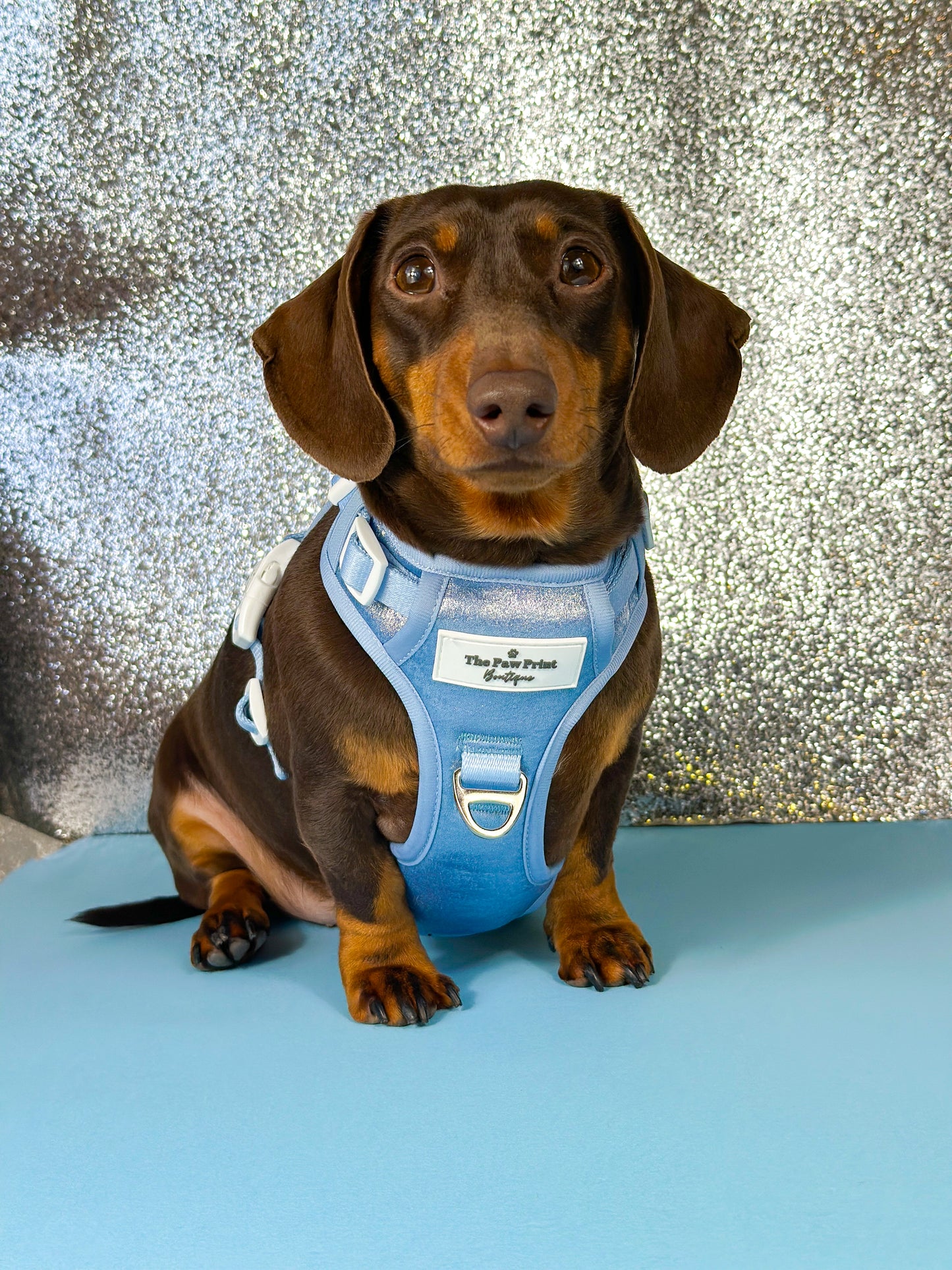 The Ocean Blue Adventure Paws Harness