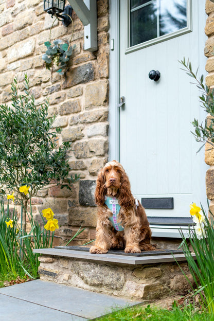 The Minty Meadows Adventure Paws Harness