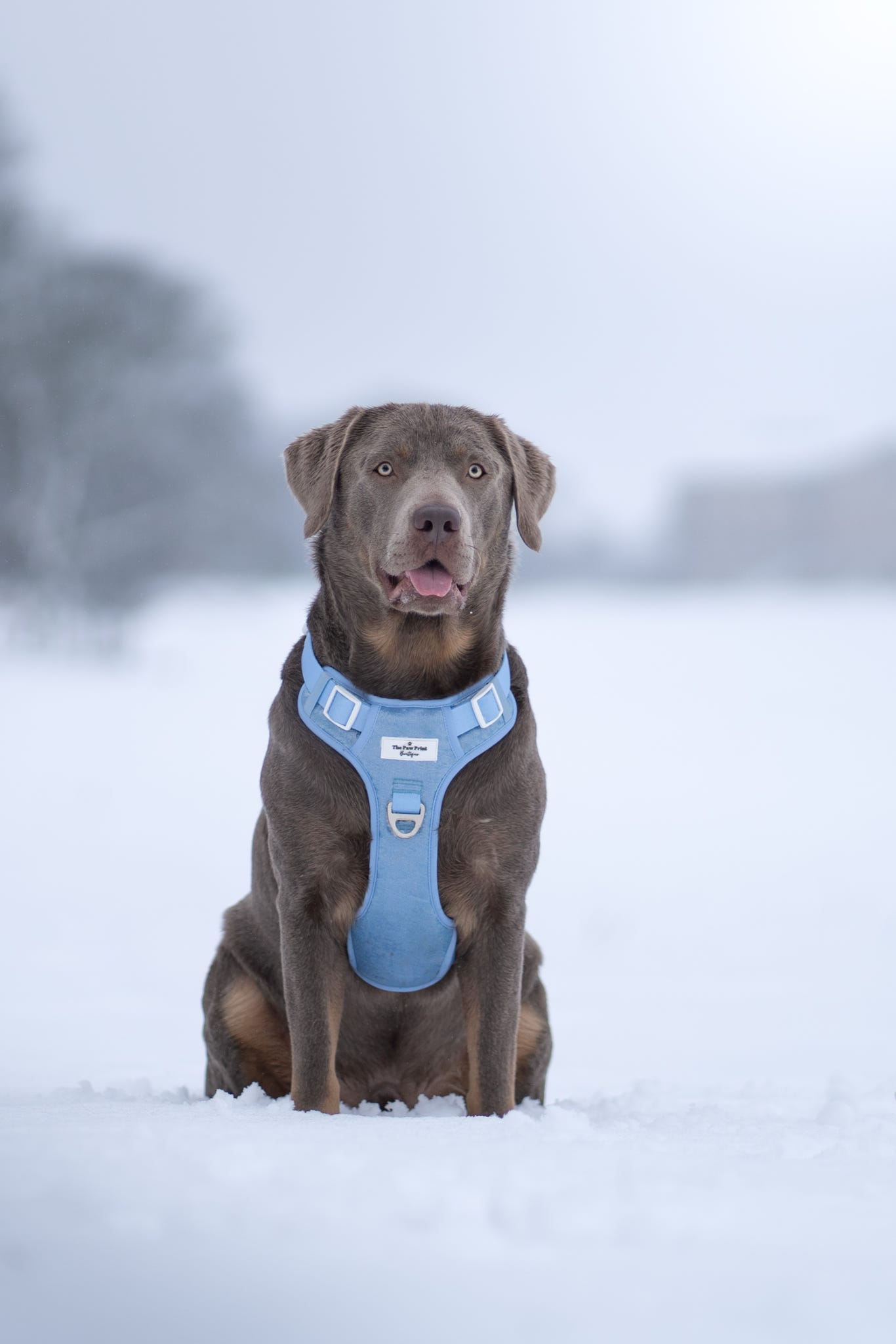 The Ocean Blue Adventure Paws Harness