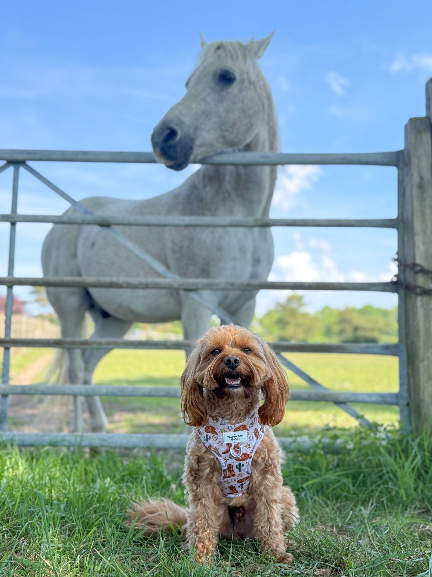 Howdy Pawtner Adjustable Harness