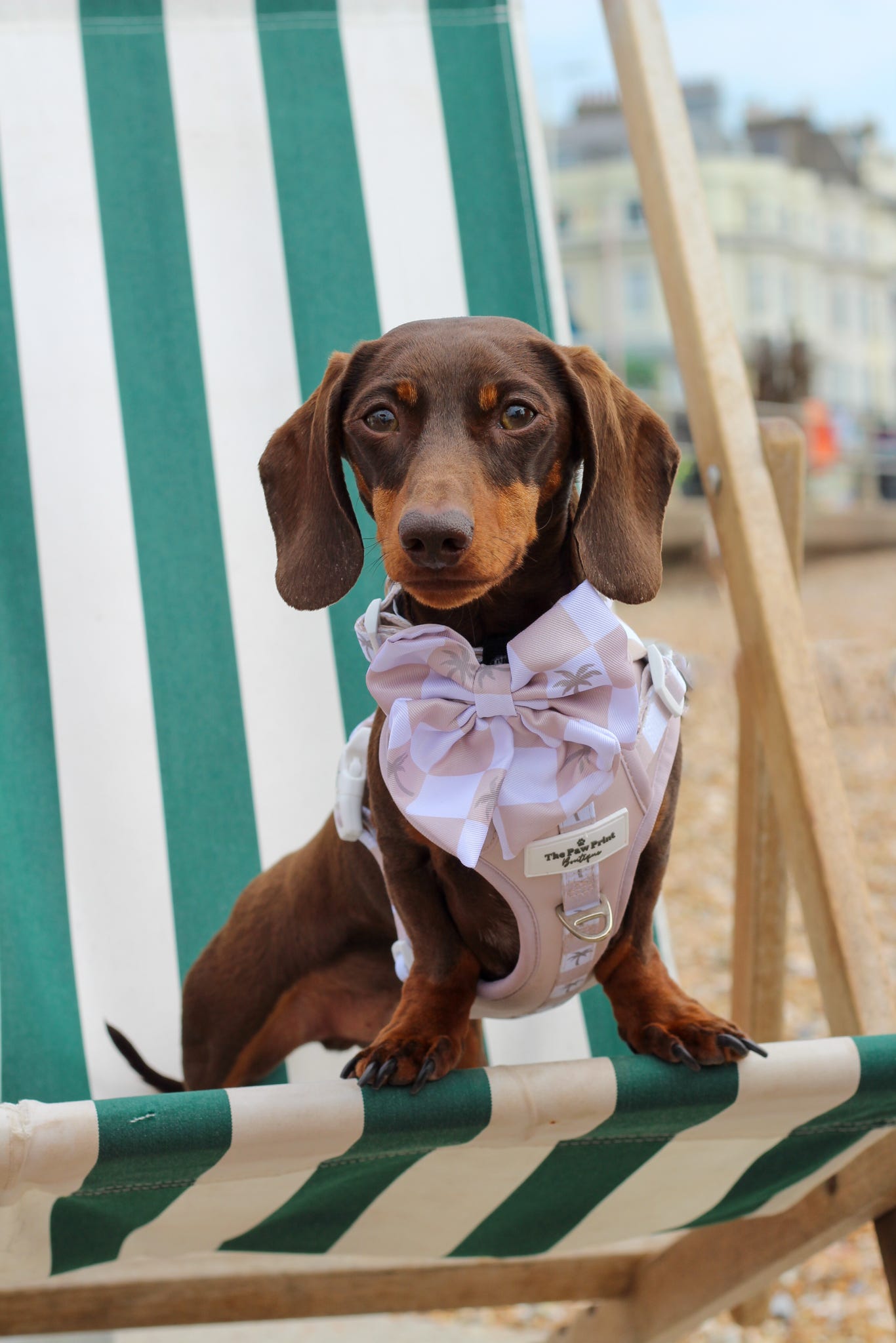 Palm Springs Adventure Paws Harness