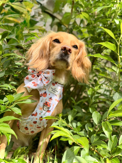 Ladybird Lane Adventure Paws Harness