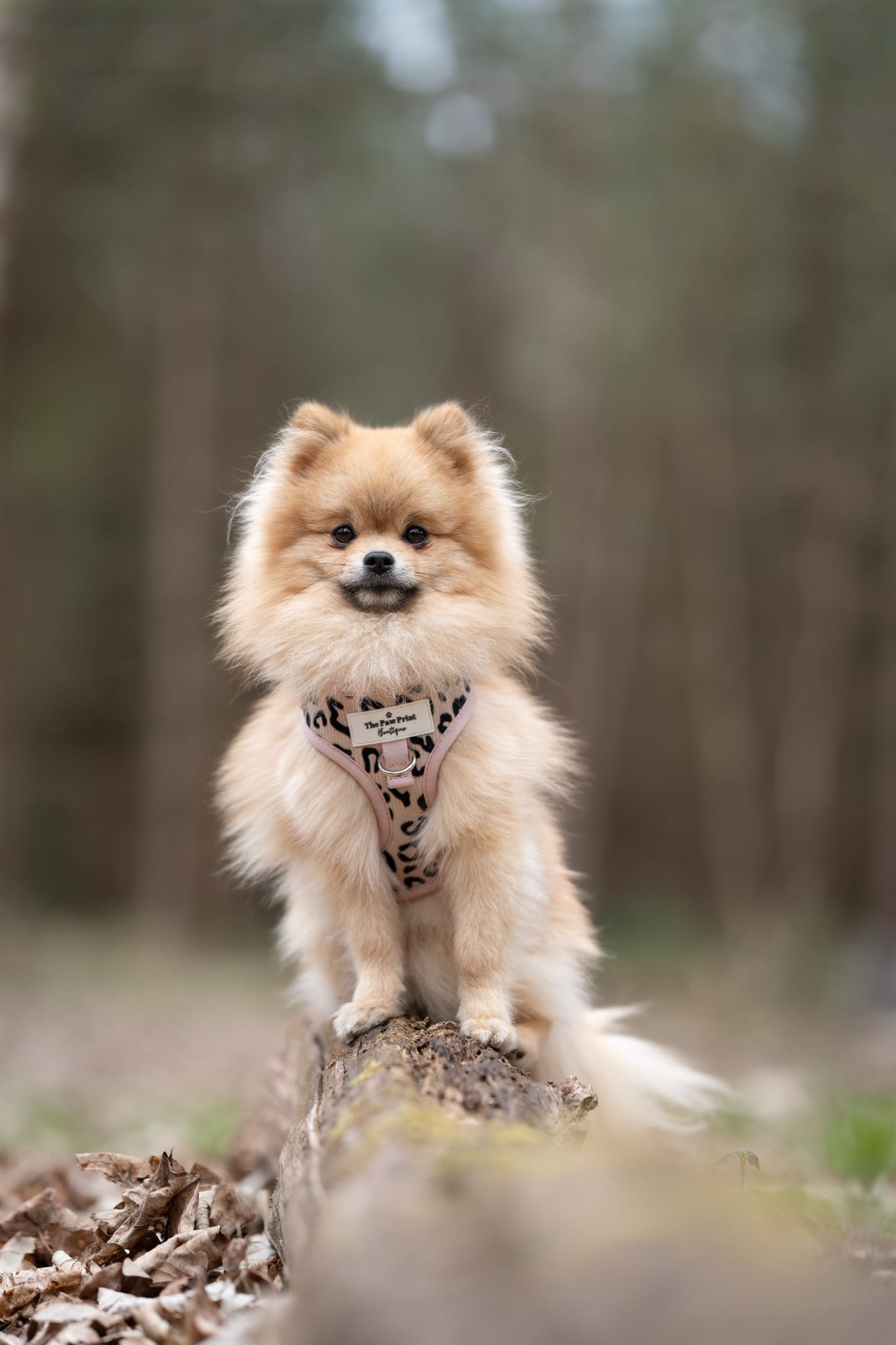 The Luxe Leopard (Beige) Adjustable Harness