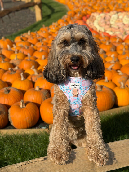 Pablo’s Pumpkins Adjustable Harness