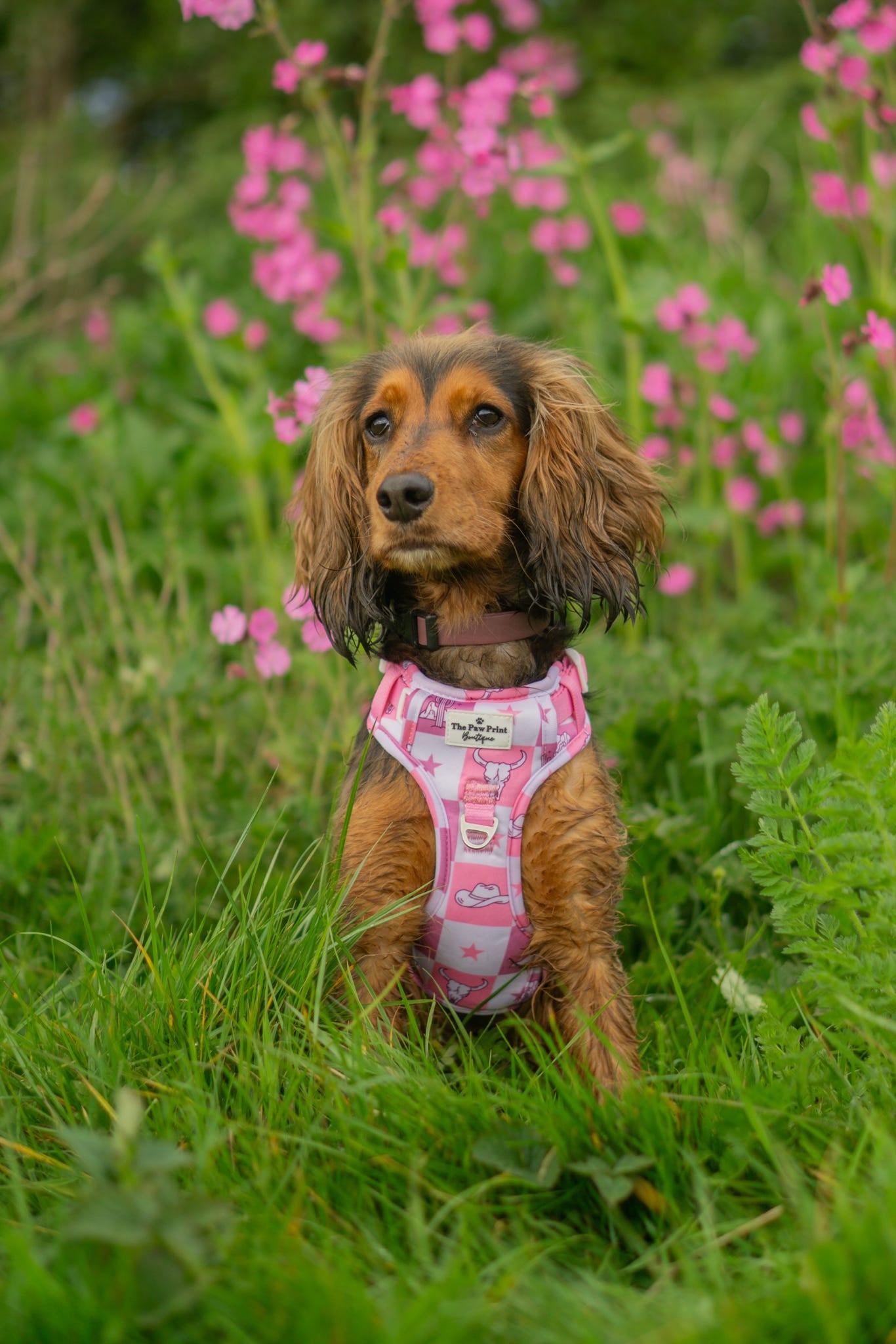 Cowgirl Cutie Adventure Paws Harness