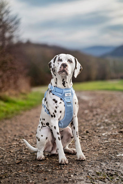The Ocean Blue Adventure Paws Harness