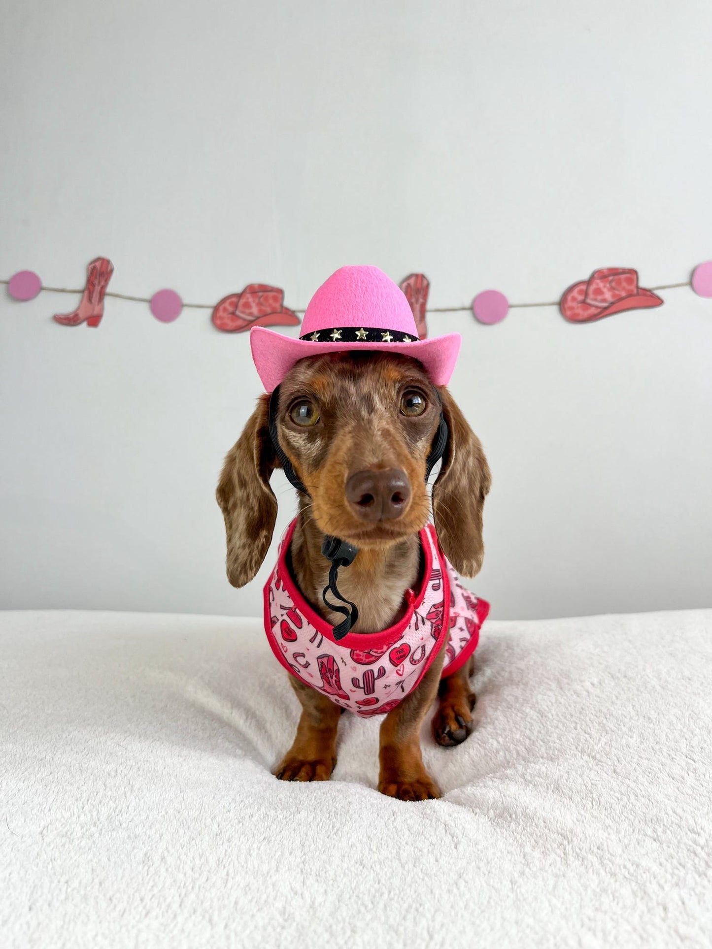 Giddy up Pup Cooling Vest