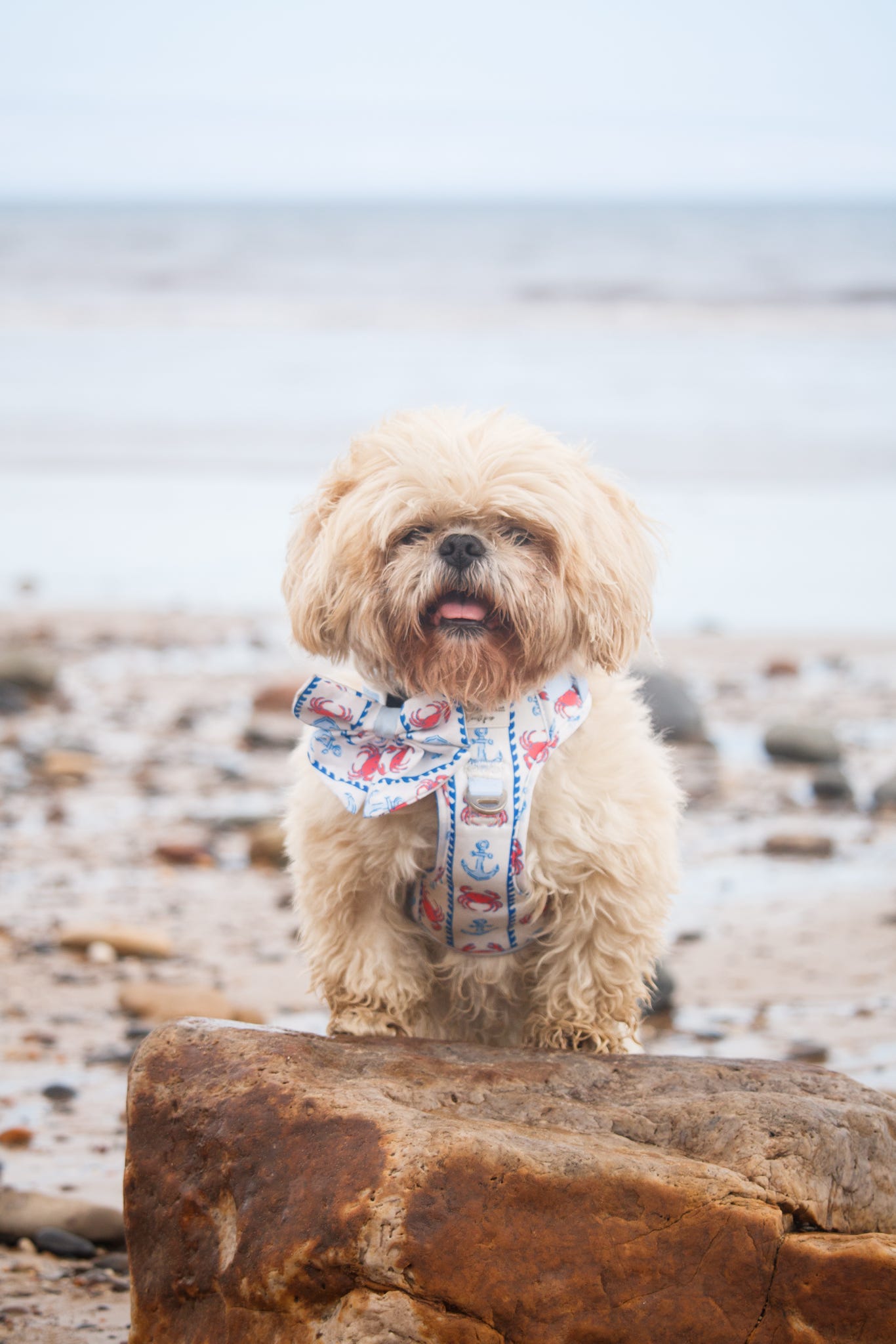 Absolutely Crabulous Bow Tie