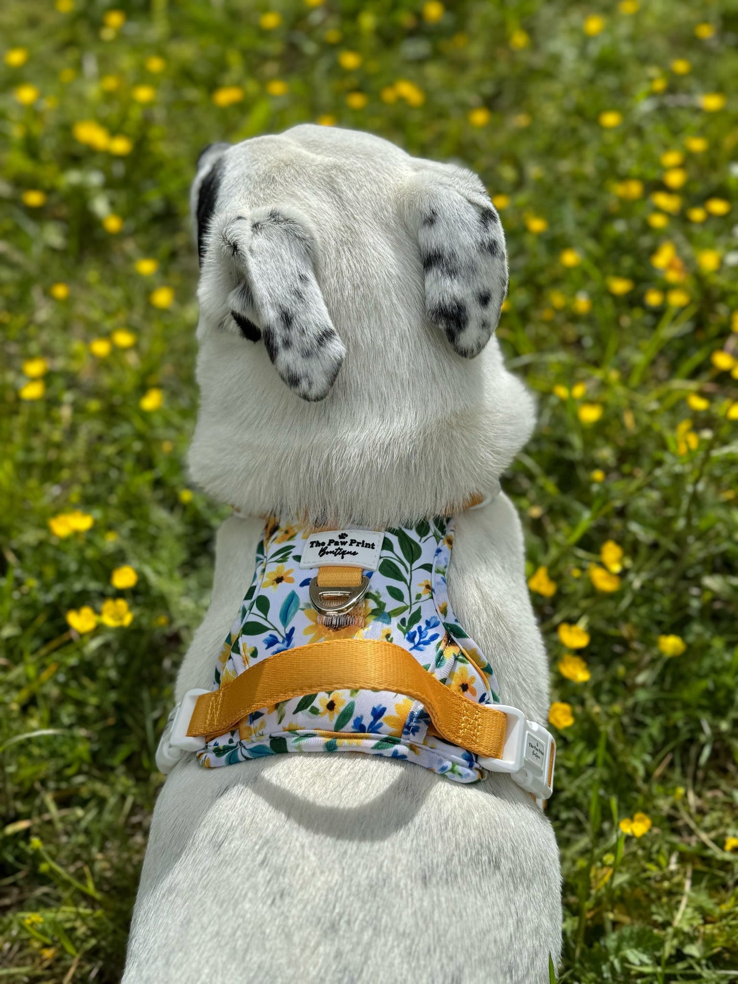 Sunny Sunflowers Adventure Paws Harness