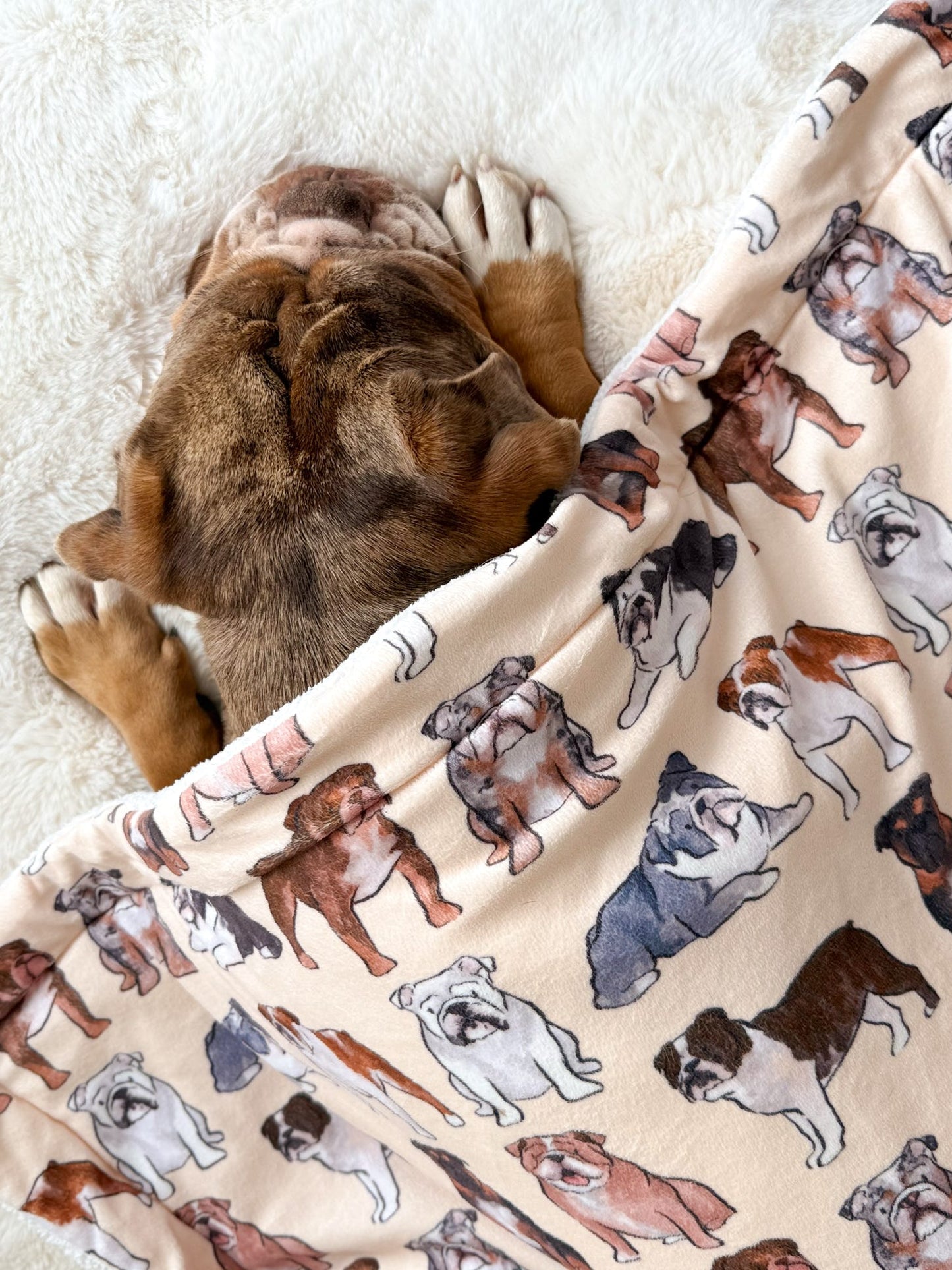 Bulldog Dog Blanket