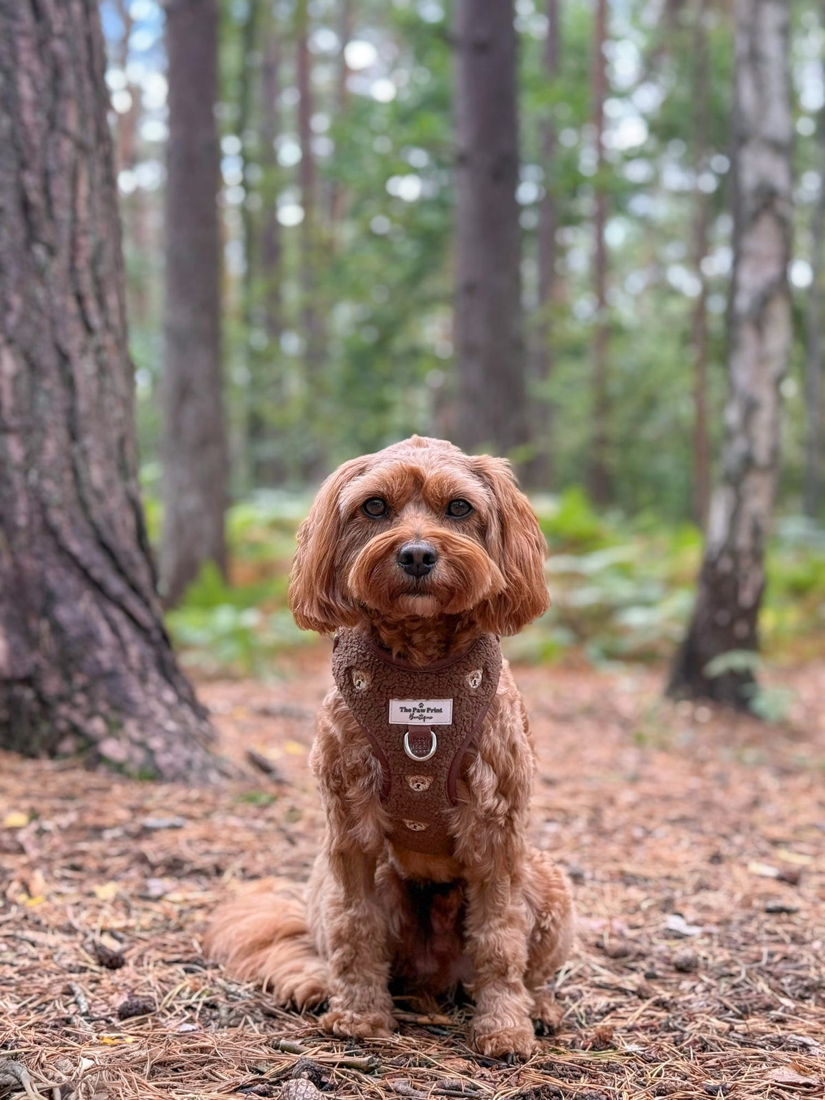 The Embroidered Little Bear Cub Adjustable Harness
