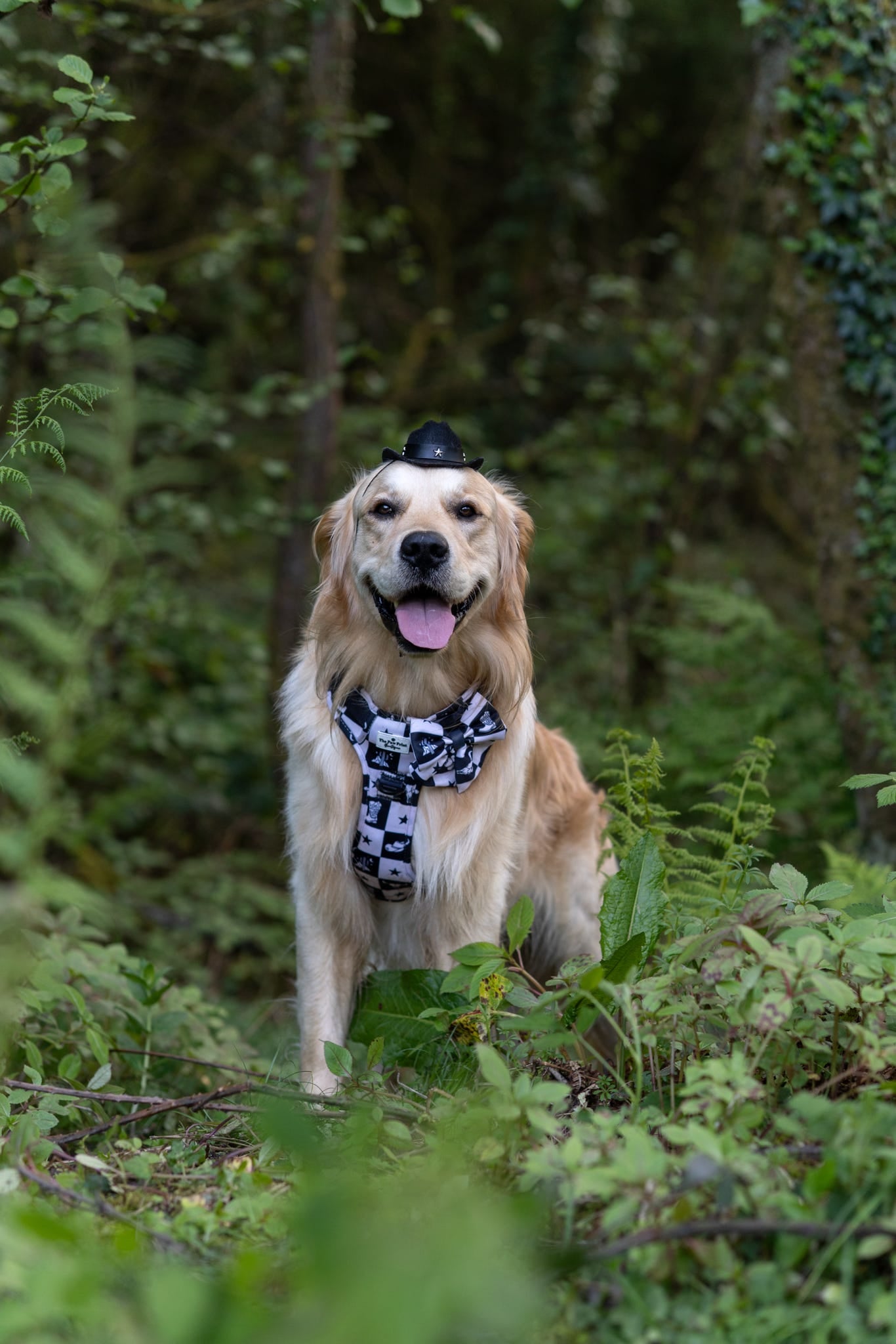 The Wild West Adventure Paws Harness