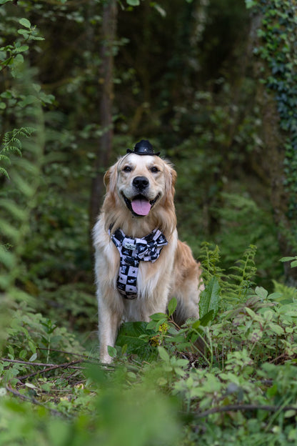 The Wild West Adventure Paws Harness