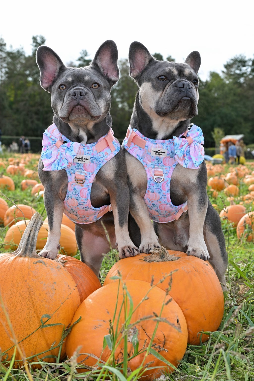 Pablo’s Pumpkins Adventure Paws Harness