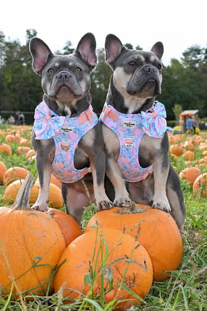 Pablo’s Pumpkins Adventure Paws Harness