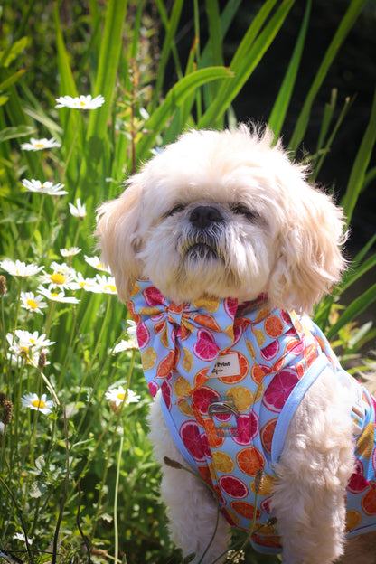 Squeeze the Day Adventure Paws Harness